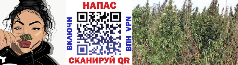 где купить наркоту Красногорск Конопля VHQ